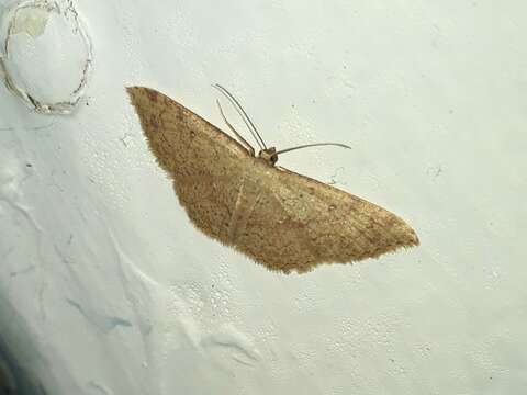 Image of Cyclophora semirosea Butler 1882