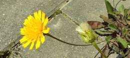 Image of lesser hawkbit