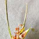 Imagem de Ficinia ramosissima Kunth