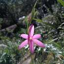 Image of Hesperantha huttonii (Baker) Hilliard & B. L. Burtt