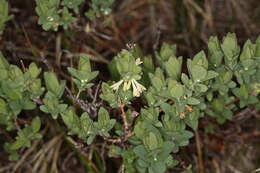 Image of Sweet-Berry Honeysuckle