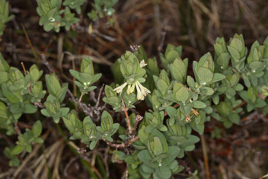 Imagem de Lonicera caerulea var. cauriana (Fern.) Boivin