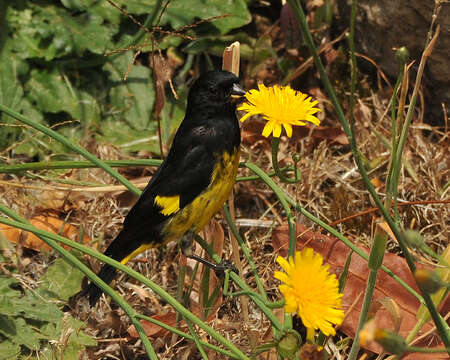 Image of Yellow-bellied Siskin