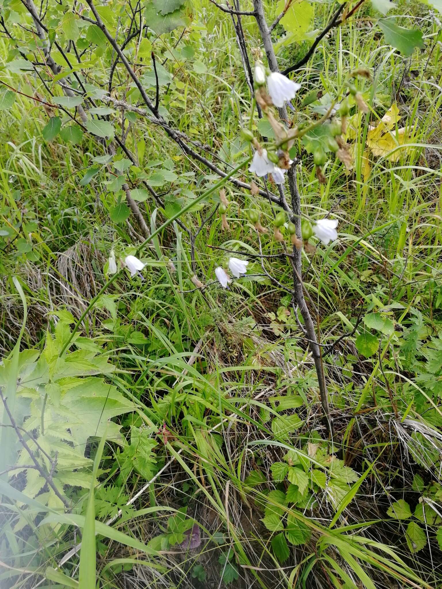 Imagem de Adenophora liliifolia (L.) A. DC.