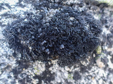 Image of brittle lichen