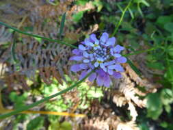 Plancia ëd Iberis linifolia subsp. violletii (Soy.-Will. ex Godr.) Valdés