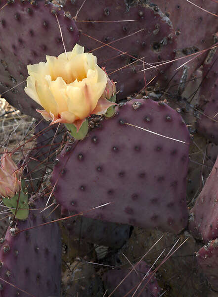 Image of Opuntia azurea var. diplopurpurea