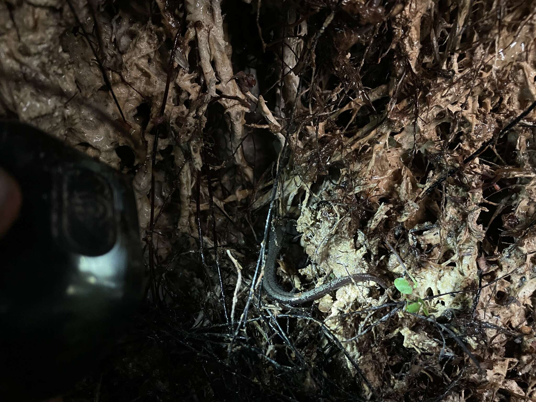 Image of Inyo Mountains Salamander