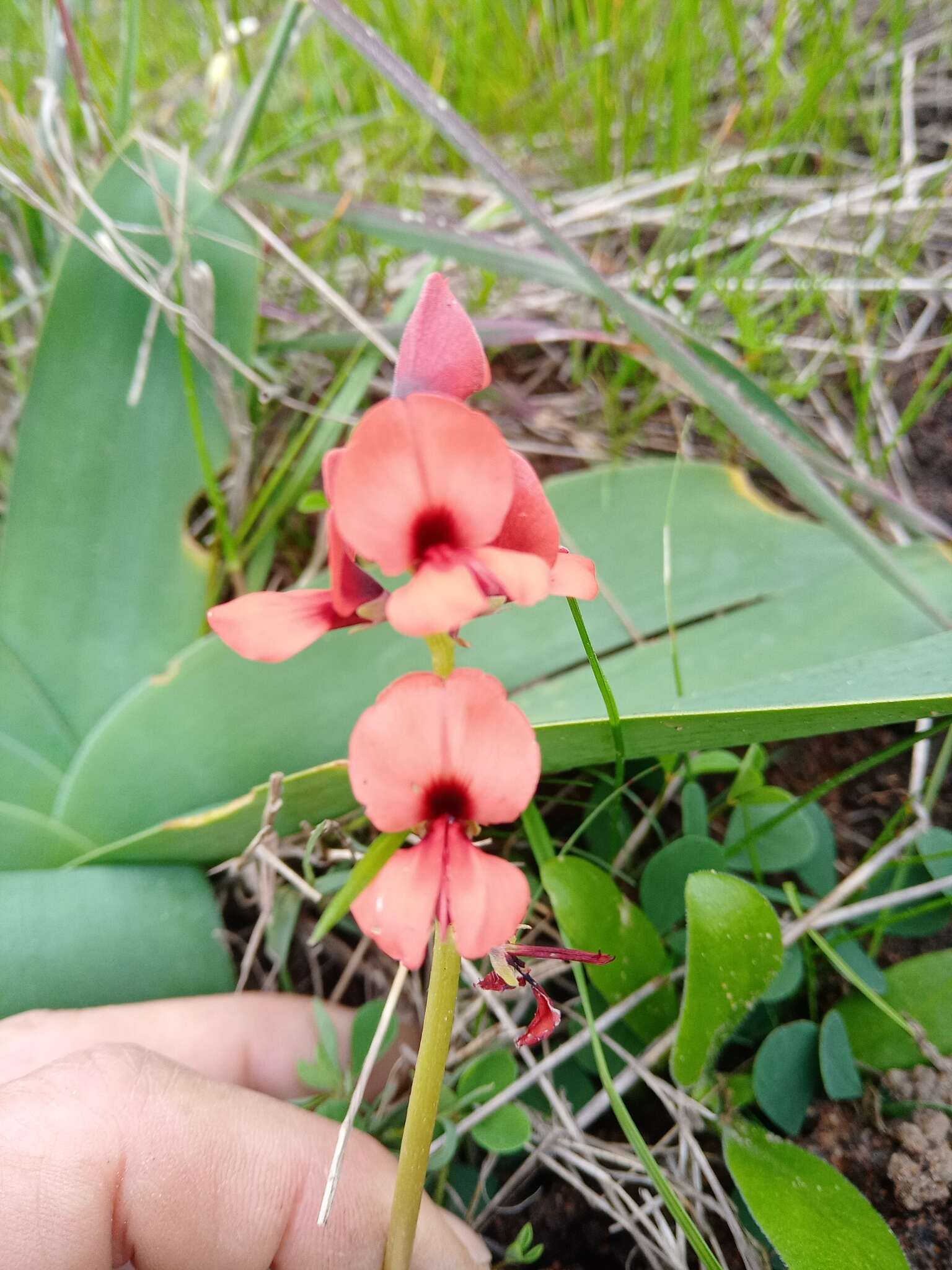 Image of Indigofera procumbens L.