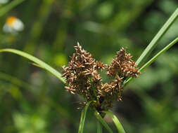 Слика од Cyperus javanicus Houtt.