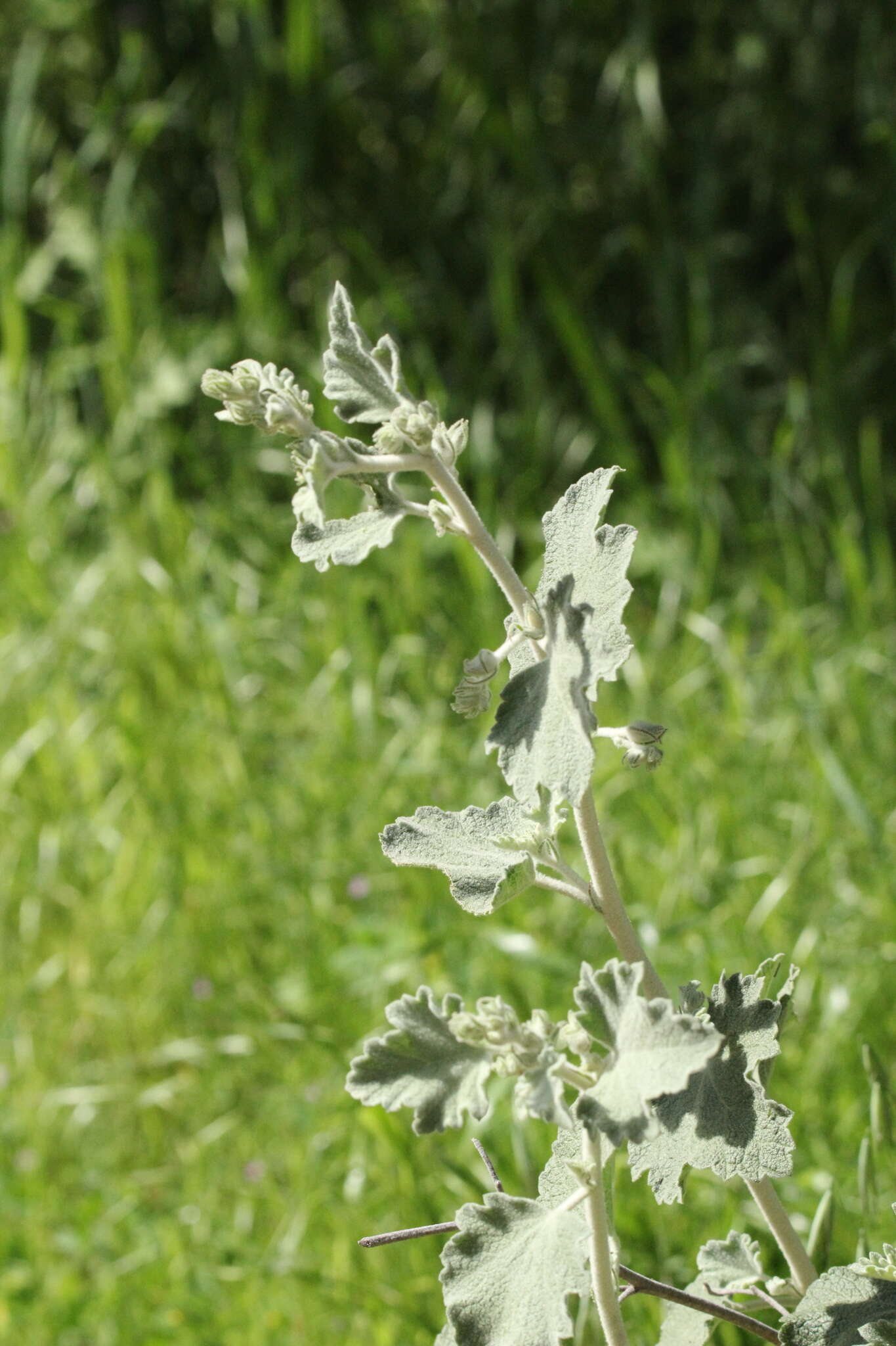 Image of Fremon's bushmallow