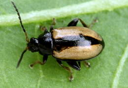 Image of Horseradish Flea Beetle