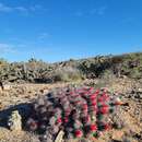 Image of Mammillaria pondii subsp. maritima (G. E. Linds.) D. R. Hunt