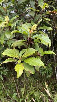 Strobilanthes longespicatus Hayata resmi