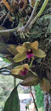 Image de Bifrenaria inodora Lindl.