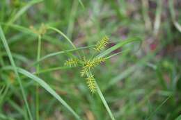 Слика од Cyperus hermaphroditus (Jacq.) Standl.