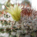 Image of Mammillaria petrophila subsp. petrophila