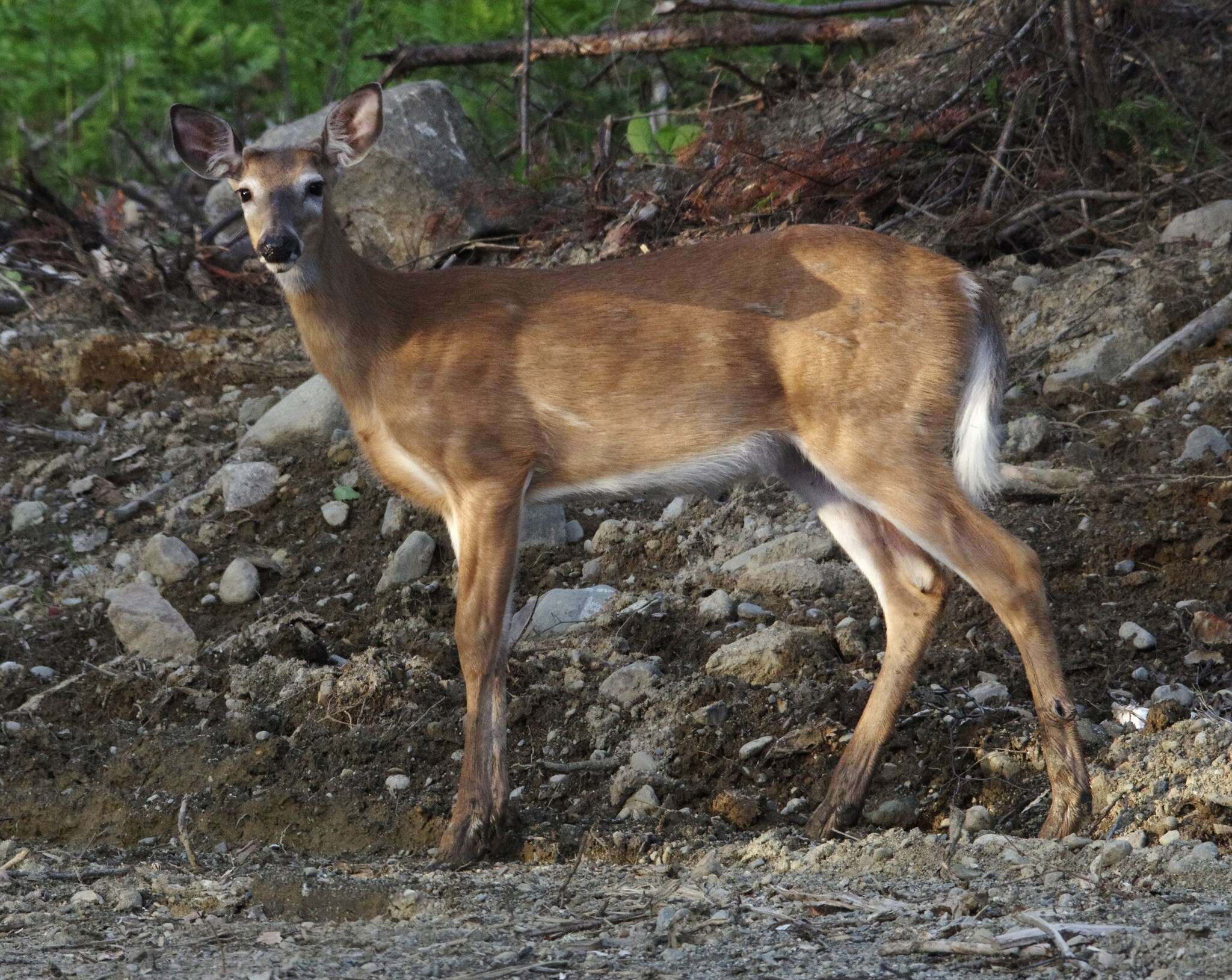 Image of Odocoileus virginianus borealis Miller 1900