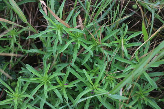 Image of Ipomoea polymorpha Roem. & Schult.