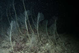 Plancia ëd Lytocarpia myriophyllum (Linnaeus 1758)