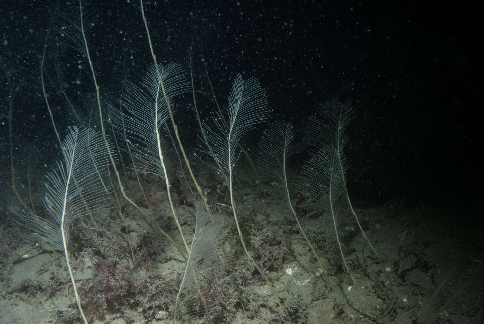 Plancia ëd Lytocarpia myriophyllum (Linnaeus 1758)