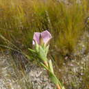 Image of Acmadenia latifolia I. Williams