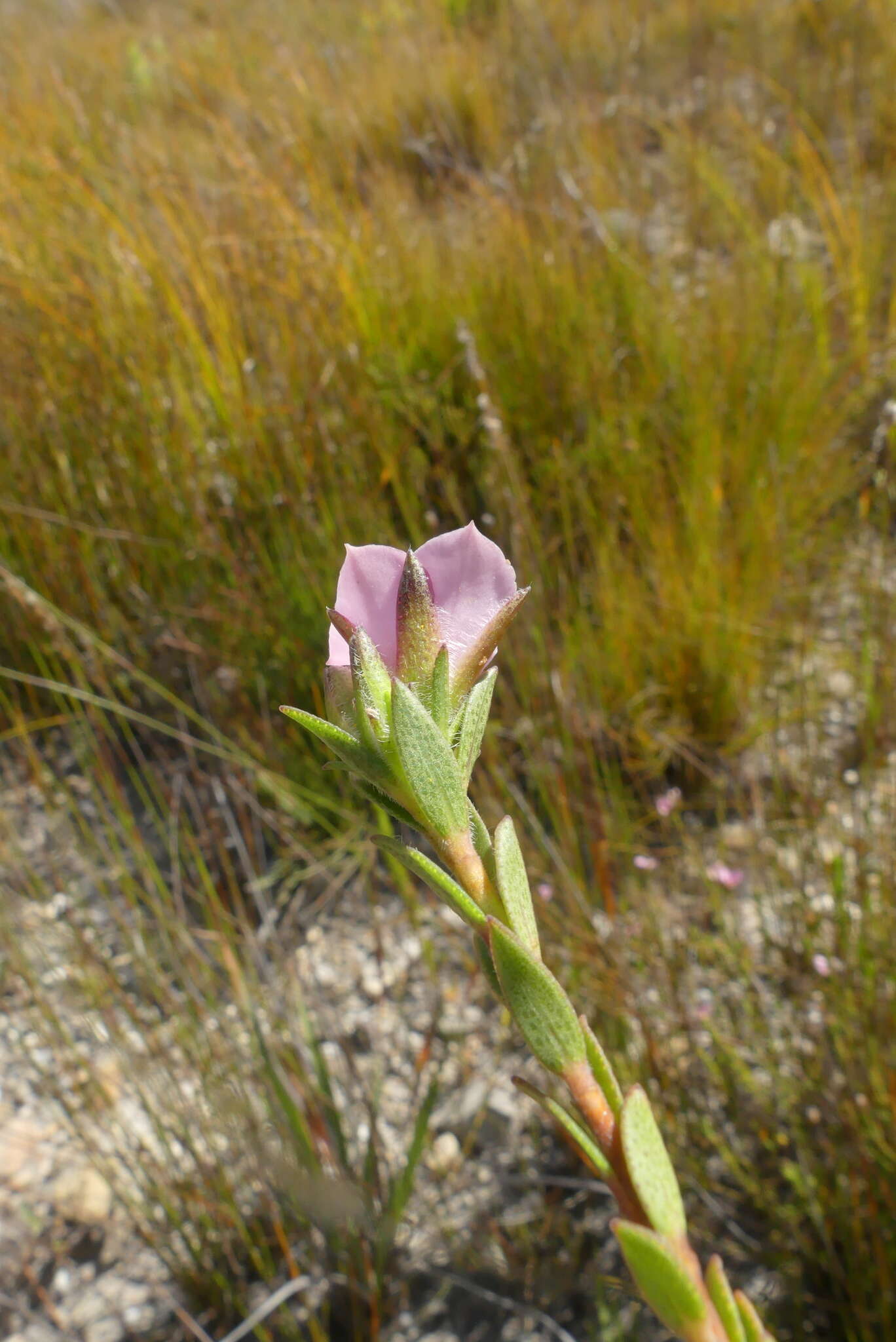 Image of Acmadenia latifolia I. Williams