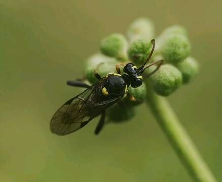 Listrodromus nycthemerus (Gravenhorst 1820) resmi