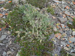 Image de <i>Oxytropis <i>arctica</i></i> var. arctica