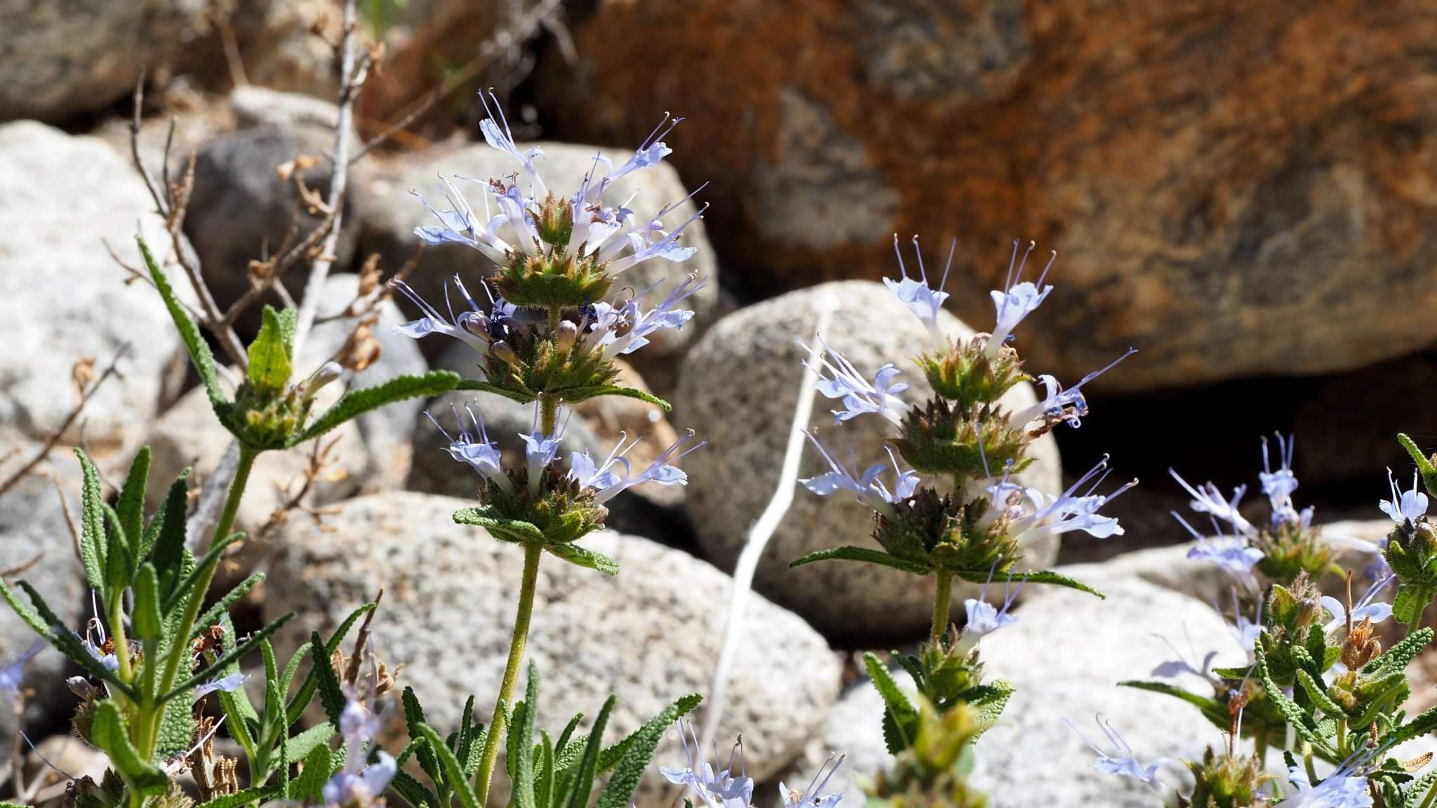 Image of rose sage