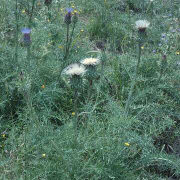 Image of Cynara humilis L.