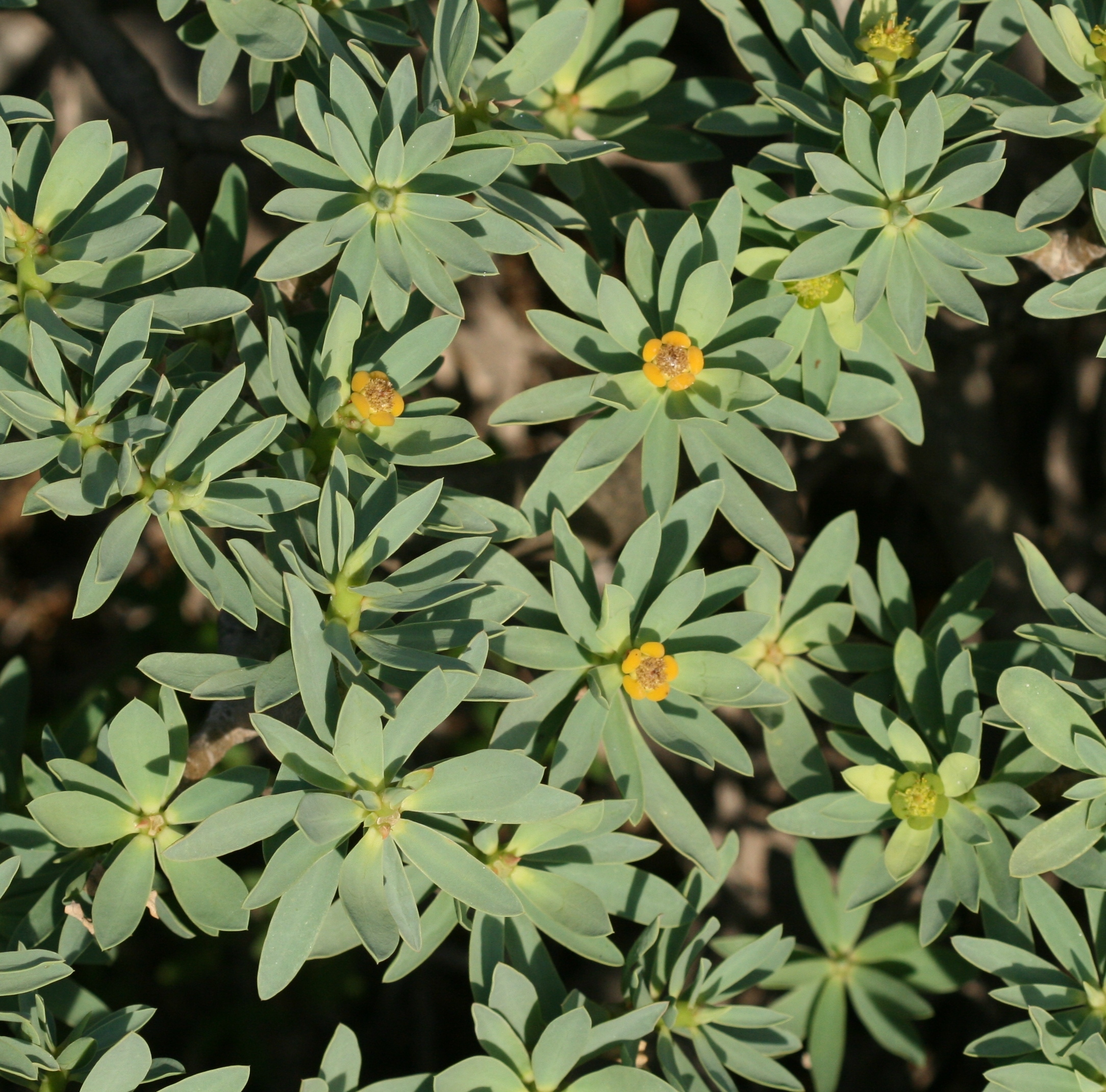 Euphorbia balsamifera (rights holder: S. Rae)