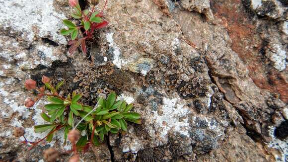 Image of globe fishscale lichen