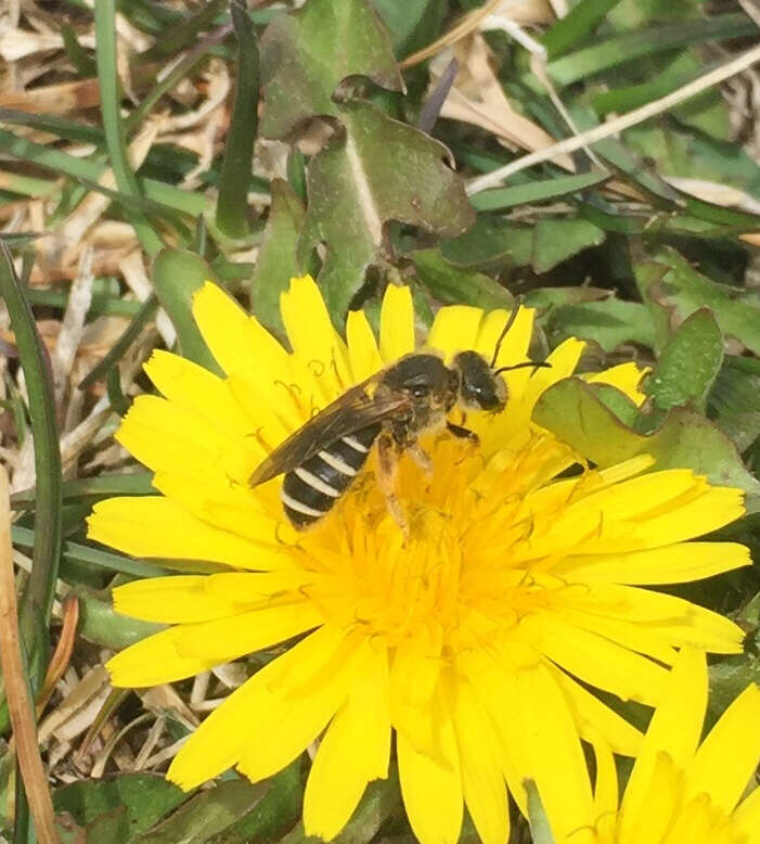 Image of Orange-legged furrow bee