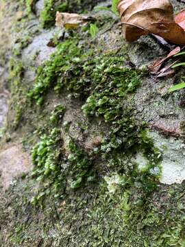 Image of tiny bristle fern