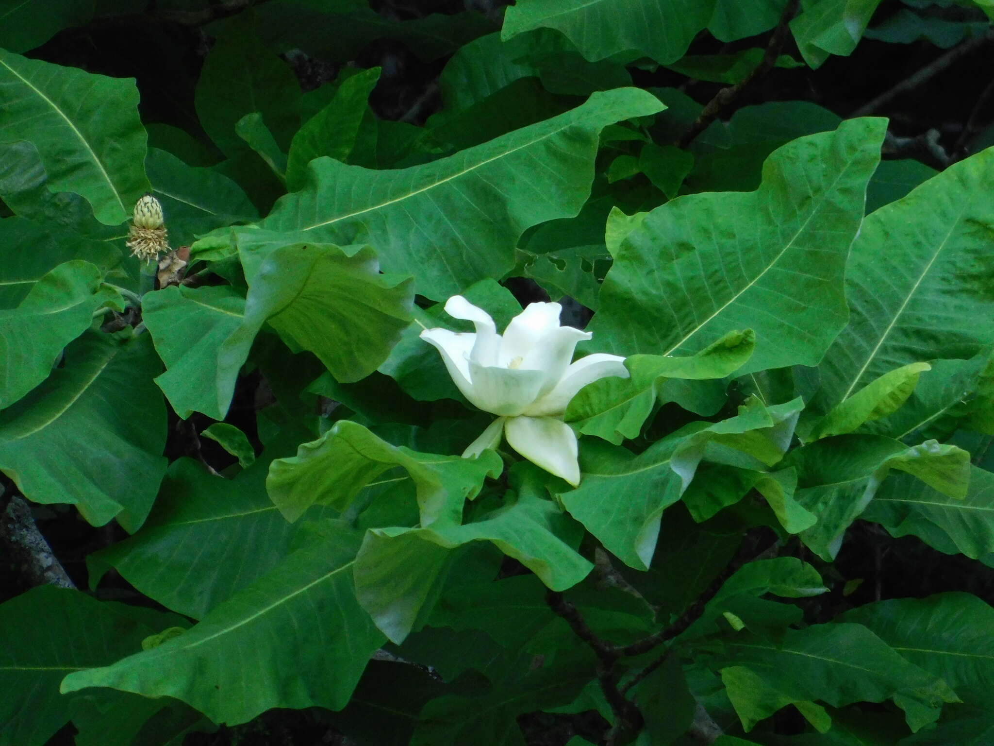 Image of Big-Leaf Magnolia