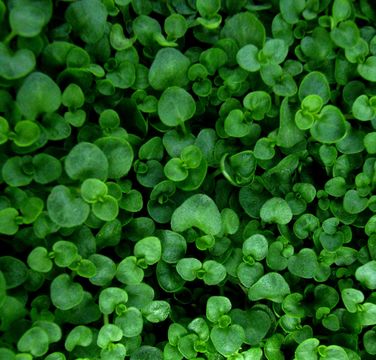 Image of mint