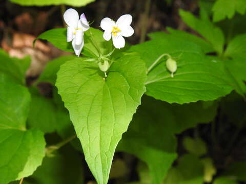 Слика од Viola canadensis var. rugulosa (Greene) C. L. Hitchc.