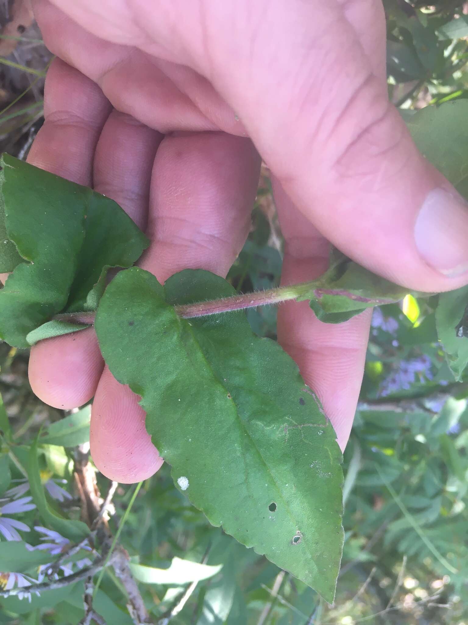 Image of wavyleaf aster