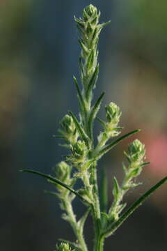 Слика од Corispermum elongatum Bunge