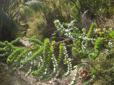 Imagem de Cliffortia reniformis (Weim.) C. Whitehouse