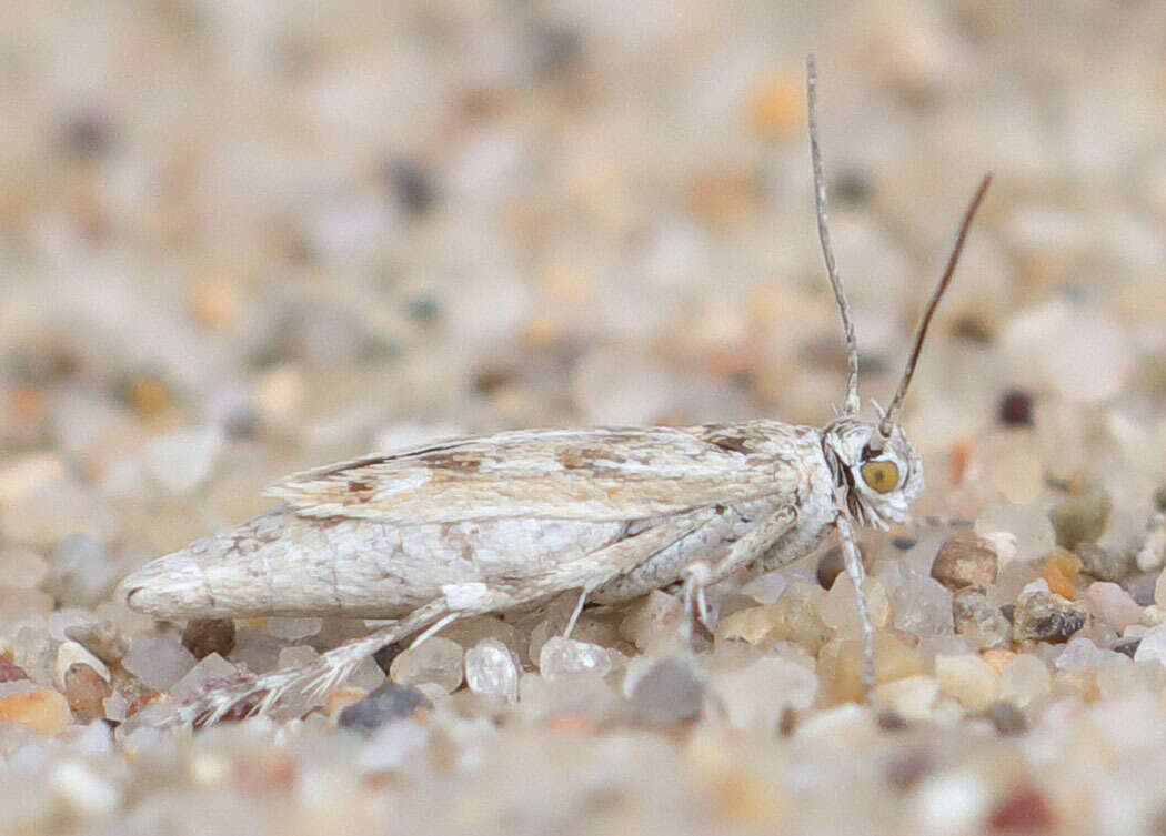 Image of Areniscythris brachypteris Powell 1976