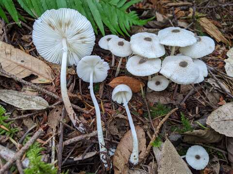 Image of Leucocoprinus brebissonii (Godey) Locq. 1943