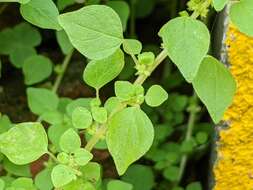 Image of Parietaria micrantha Ledeb.