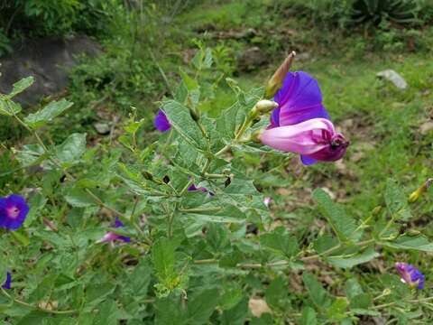 Imagem de Ipomoea tacambarensis E. Carranza