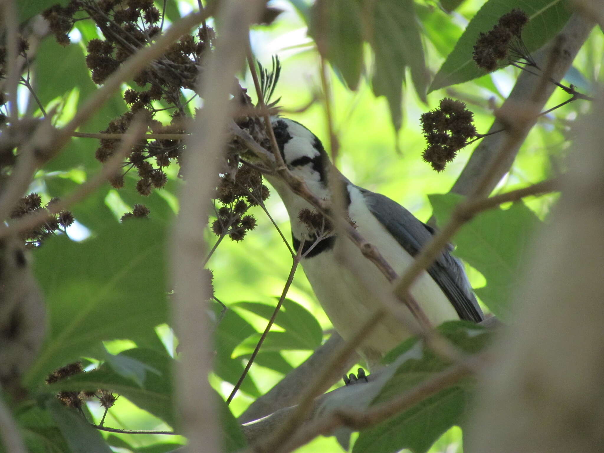 Image of Magpie-jay