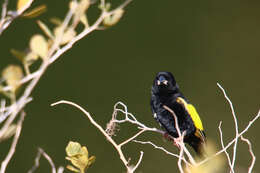 Image of Euplectes capensis capensis (Linnaeus 1766)