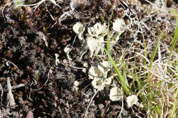 Image of deformed cup lichen