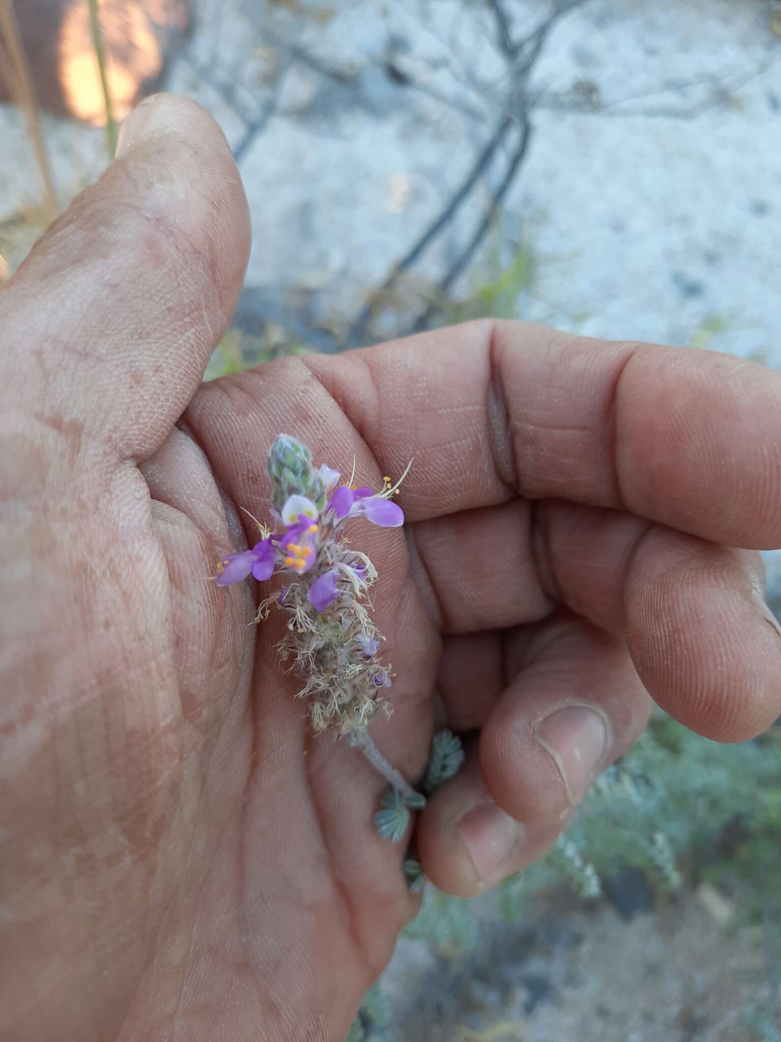 Plancia ëd Dalea bicolor var. orcuttiana Barneby