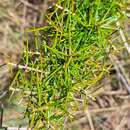 Image of Grevillea juniperina subsp. juniperina